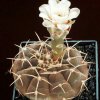 Gymnocalycium_piltziorum